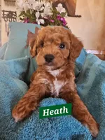 Heath, a male Poodle - Miniature  and Cavachon for sale in Chino Valley, AZ – Photo 2 of 5