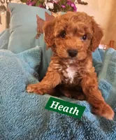 Heath, a male Poodle - Miniature  and Cavachon for sale in Chino Valley, AZ – Photo 5 of 5
