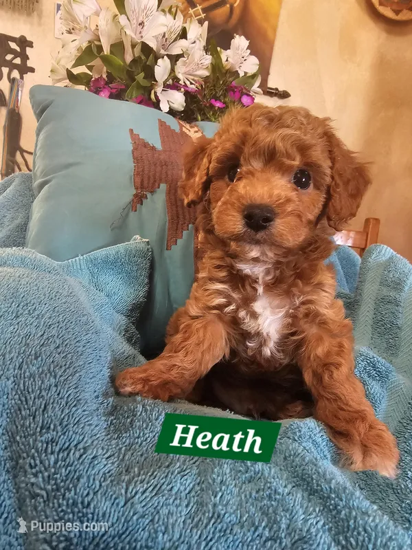 Heath – Poodle - Miniature , Cavachon puppy for sale in Chino Valley, AZ