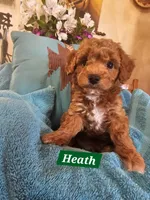 Heath, a male Poodle - Miniature  and Cavachon for sale in Chino Valley, AZ – Photo 1 of 5