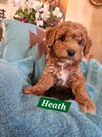 Heath, a male Poodle - Miniature  and Cavachon for sale in Chino Valley, AZ – Photo 4 of 5