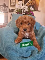Heath, a male Poodle - Miniature  and Cavachon for sale in Chino Valley, AZ – Photo 3 of 5