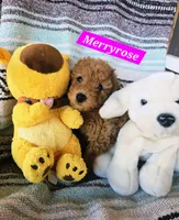 Merryrose, a female Poodle - Miniature  and Cavachon for sale in Chino Valley, AZ – 4 of 5