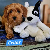 Cedar, a male Poodle - Miniature  and Cavachon for sale in Chino Valley, AZ – Photo 1 of 3