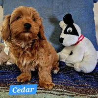 Cedar, a male Poodle - Miniature  and Cavachon for sale in Chino Valley, AZ – Photo 3 of 3