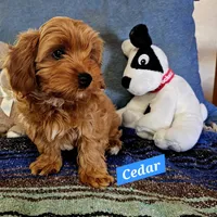Cedar, a male Poodle - Miniature  and Cavachon for sale in Chino Valley, AZ – Photo 2 of 3
