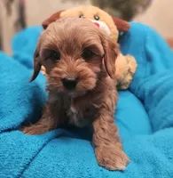 processed/59965960-5535-48b6-83b8-800ba4cb4a33/listing/e04dab42-6aa6-4d23-aa4c-82789ff00789/be1ef0e4-07f9-4b2b-8e1f-61fdc0bc7d60