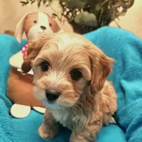 Clover, a male Poodle - Miniature  and Cavachon for sale in Chino Valley, AZ – Photo 3 of 8