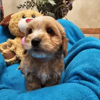 Clover, a male Poodle - Miniature  and Cavachon for sale in Chino Valley, AZ – Photo 5 of 8