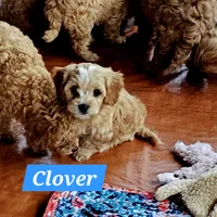 Clover, a male Poodle - Miniature  and Cavachon for sale in Chino Valley, AZ – Photo 7 of 8