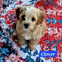 Clover, a male Poodle - Miniature  and Cavachon for sale in Chino Valley, AZ – Photo 6 of 8