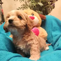 Clover, a male Poodle - Miniature  and Cavachon for sale in Chino Valley, AZ – Photo 4 of 8