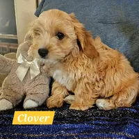 Clover, a male Poodle - Miniature  and Cavachon for sale in Chino Valley, AZ – Photo 8 of 8