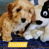 Clover, a male Poodle - Miniature  and Cavachon for sale in Chino Valley, AZ – Photo 1 of 8