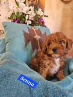 Senna, a male Cavachon for sale in Chino Valley, AZ – Photo 2 of 4