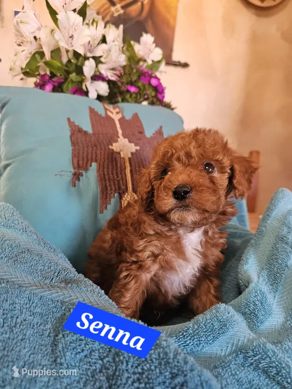 Senna – Cavachon puppy for sale in Chino Valley, AZ