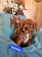 Senna, a male Cavachon for sale in Chino Valley, AZ – Photo 1 of 4