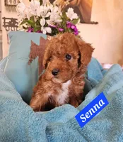 Senna, a male Cavachon for sale in Chino Valley, AZ – Photo 3 of 4