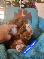 Senna, a male Cavachon for sale in Chino Valley, AZ – Photo 4 of 4