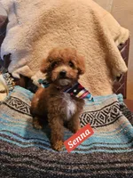 Senna, a male Poodle - Miniature  and Cavachon for sale in Chino Valley, AZ – Photo 2 of 7