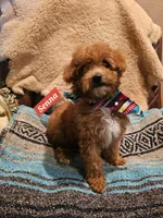 Senna, a male Poodle - Miniature  and Cavachon for sale in Chino Valley, AZ – Photo 4 of 7