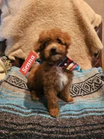 Senna, a male Poodle - Miniature  and Cavachon for sale in Chino Valley, AZ – Photo 3 of 7
