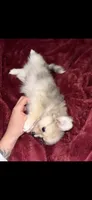 Nugget, a male Chihuahua and Pomeranian for sale in Walla Walla, WA – 3 of 4