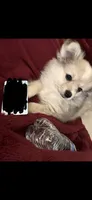 Nugget, a male Chihuahua and Pomeranian for sale in Walla Walla, WA – 2 of 4