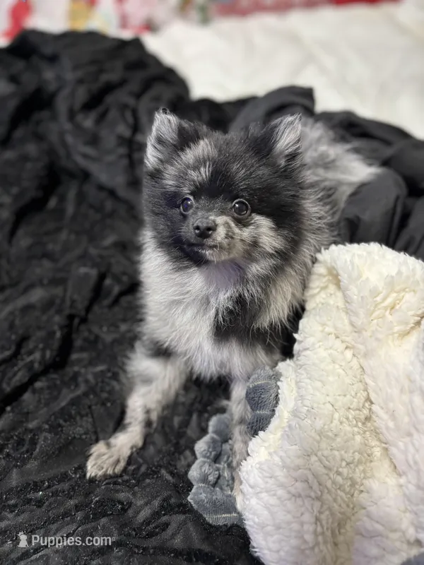 Panda – Pomeranian puppy for sale in Walla Walla, WA