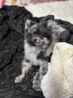 Panda, a male Pomeranian for sale in Walla Walla, WA – 1 of 2
