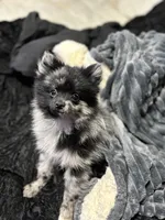 Panda, a male Pomeranian for sale in Walla Walla, WA – 2 of 2