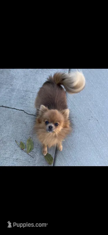 Sky – Pomeranian puppy for sale in Walla Walla, WA