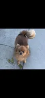 Sky, a female Pomeranian for sale in Walla Walla, WA – 1 of 1
