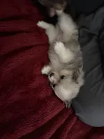 Nugget, a male Chihuahua and Pomeranian for sale in Walla Walla, WA – Photo 3 of 3