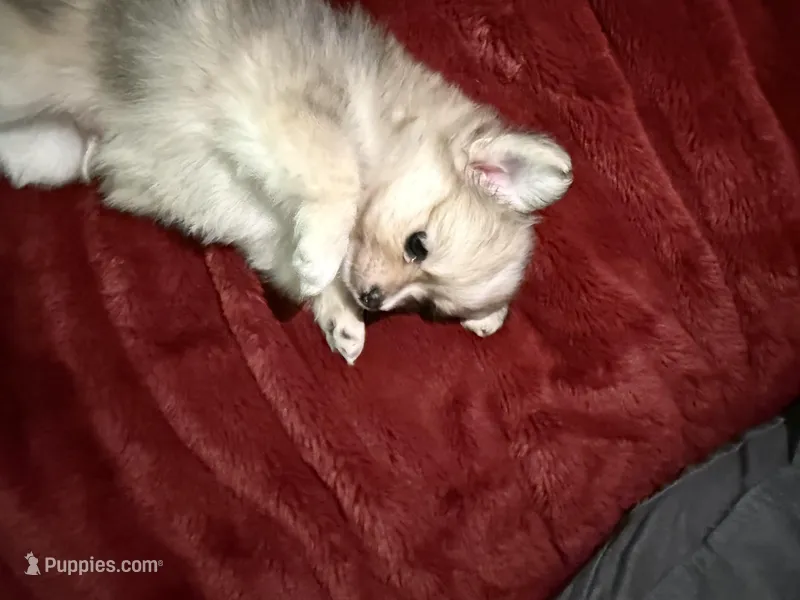 Nugget – Chihuahua, Pomeranian puppy for sale in Walla Walla, WA
