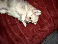 Nugget, a male Chihuahua and Pomeranian for sale in Walla Walla, WA – Photo 1 of 3