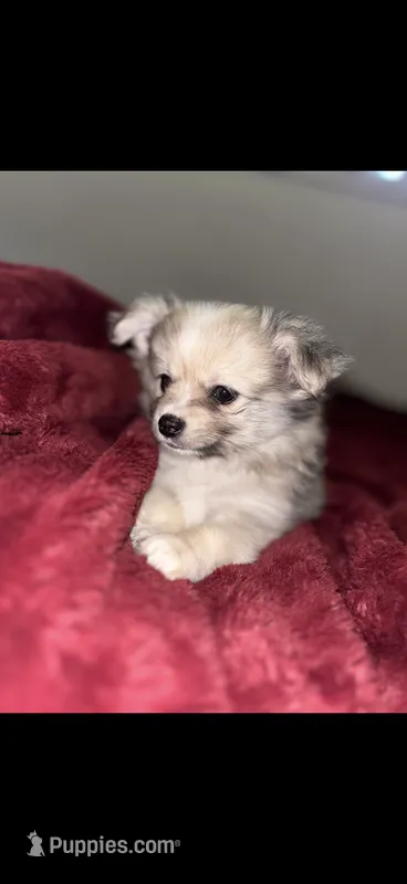 Nugget – Chihuahua, Pomeranian puppy for sale in Walla Walla, WA