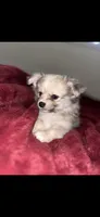 Nugget, a male Chihuahua and Pomeranian for sale in Walla Walla, WA – 1 of 4