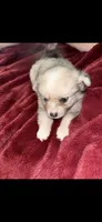 Nugget, a male Chihuahua and Pomeranian for sale in Walla Walla, WA – 4 of 4