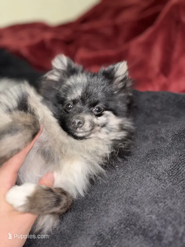 Panda – Pomeranian puppy for sale in Walla Walla, WA