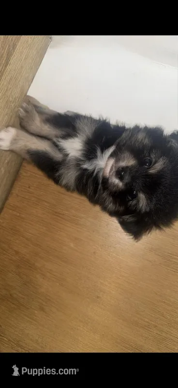 Eeyore – Chihuahua, Pomeranian puppy for sale in Walla Walla, WA