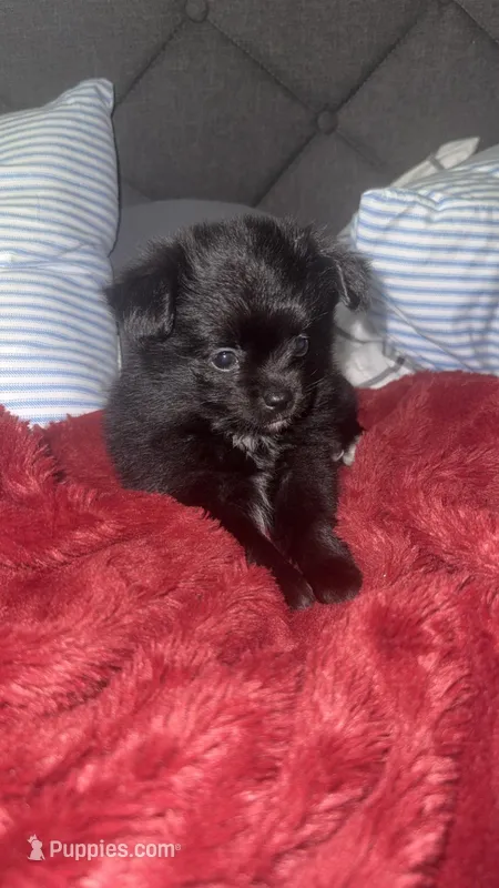 Mini – Chihuahua, Pomeranian puppy for sale in Walla Walla, WA