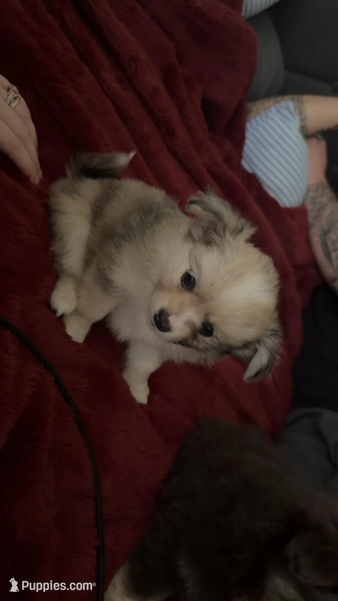 Nugget, a male Chihuahua and Pomeranian for sale in Walla Walla, WA – Photo 2 of 3