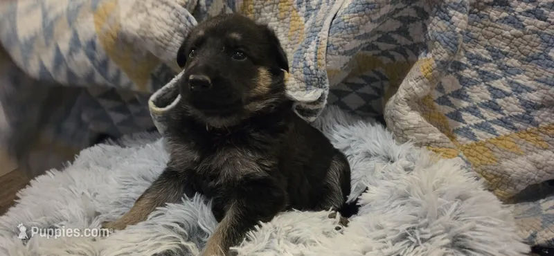 Nova, a female German Shepherd Dog for sale in Amherst, VA – Photo 1 of 1