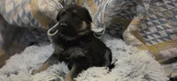 Stella, a female German Shepherd Dog for sale in Amherst, VA – 4 of 4