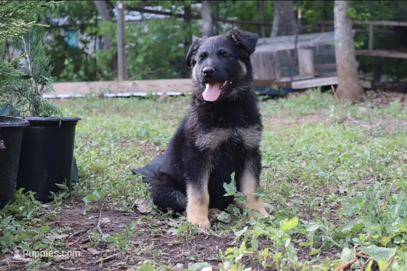 Stella – German Shepherd Dog puppy for sale in Amherst, VA