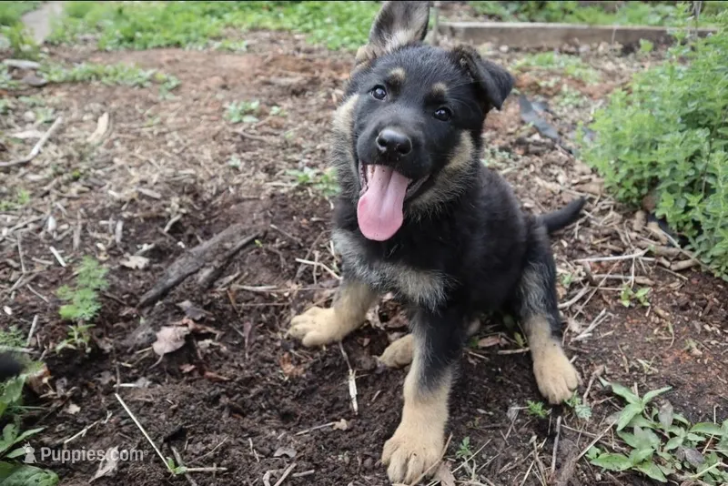 Nova – German Shepherd Dog puppy for sale in Amherst, VA