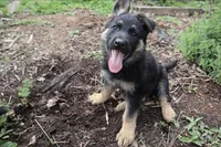Stella, a female German Shepherd Dog for sale in Amherst, VA – 3 of 4