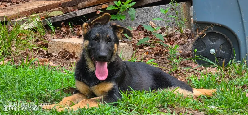 Stella – German Shepherd Dog puppy for sale in Amherst, VA