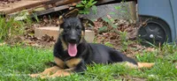 Stella, a female German Shepherd Dog for sale in Amherst, VA – 2 of 4